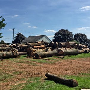 Hardwood Gallery