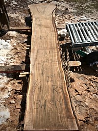 Black Walnut