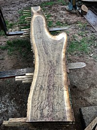 Black Walnut