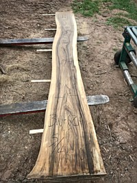 Black Walnut