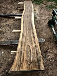 Black Walnut