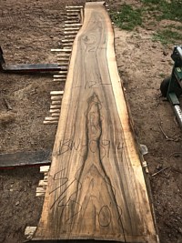 Black Walnut