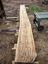 Black Walnut