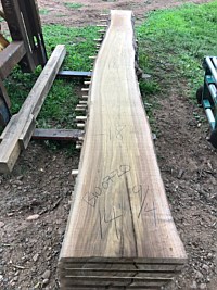 Black Walnut