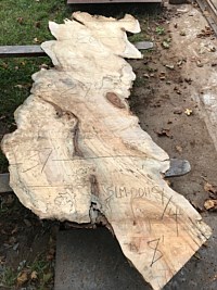 Silver Maple