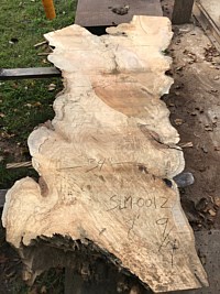 Silver Maple