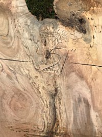 Silver Maple