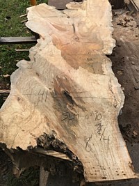 Silver Maple