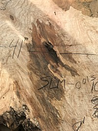 Silver Maple