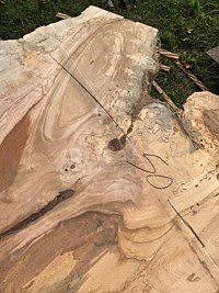 Silver Maple