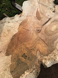 Silver Maple