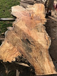 Silver Maple
