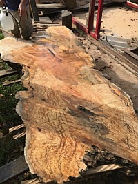 Silver Maple