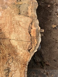 Silver Maple