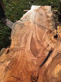 Silver Maple