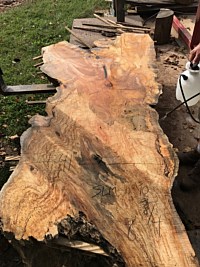 Silver Maple