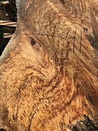 Silver Maple