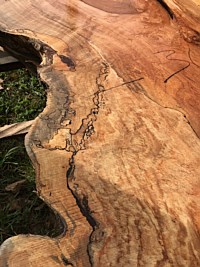 Silver Maple