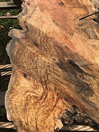 Silver Maple