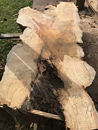 Silver Maple
