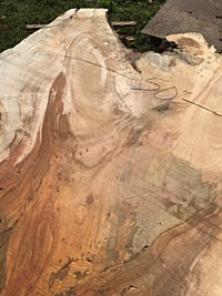 Silver Maple