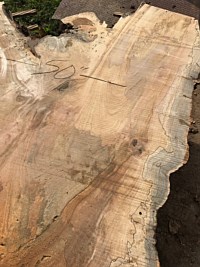 Silver Maple