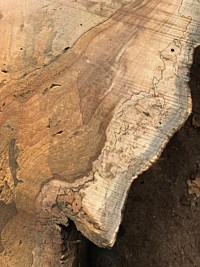 Silver Maple