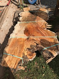 Silver Maple