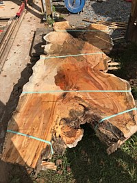Silver Maple