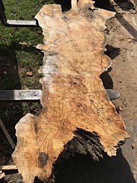Silver Maple