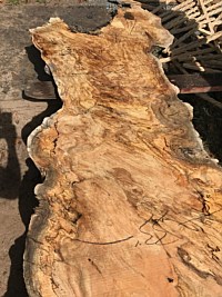 Silver Maple