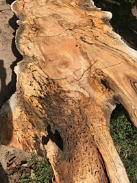 Silver Maple