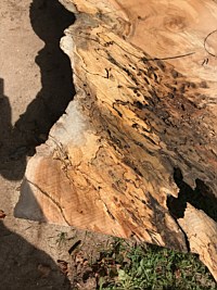 Silver Maple