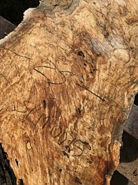 Silver Maple