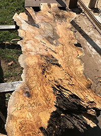 Silver Maple