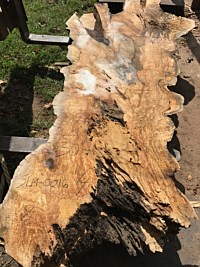 Silver Maple