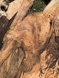 Silver Maple