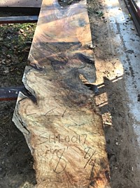 Silver Maple