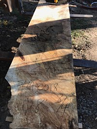 Silver Maple