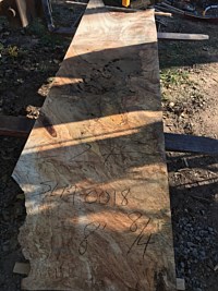 Silver Maple