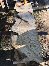 Silver Maple