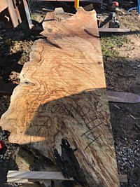 Silver Maple