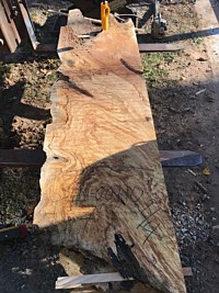 Silver Maple
