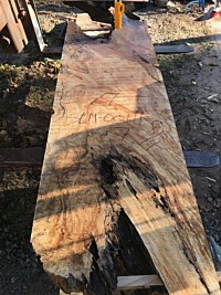 Silver Maple