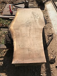 Black Walnut