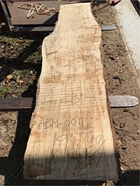 Ambrosia Maple