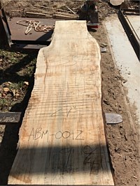 Ambrosia Maple
