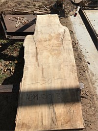 Ambrosia Maple