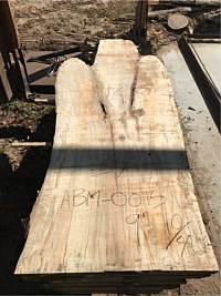 Ambrosia Maple