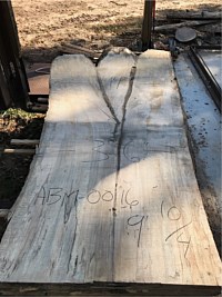 Ambrosia Maple